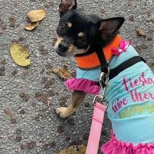 Meet your Posher, Teri